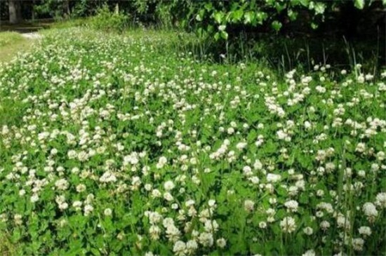 白车轴草如何过冬，光照修剪控温养护