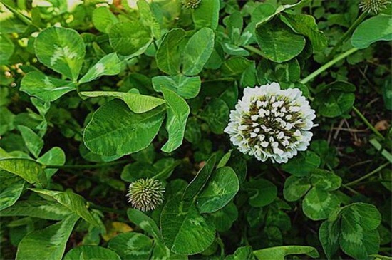 白车轴草如何过冬，光照修剪控温养护