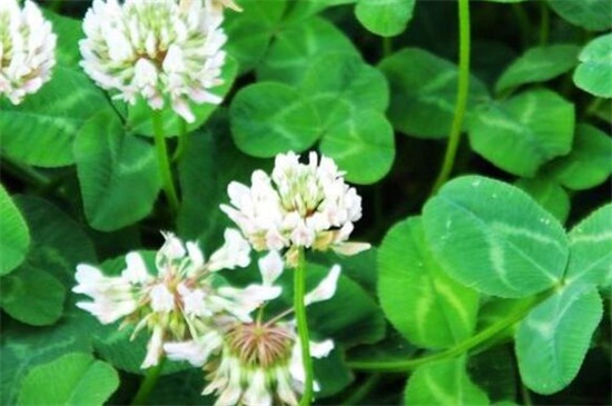 白车轴草如何过冬，光照修剪控温养护