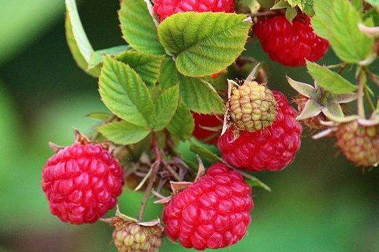 山莓和蛇莓的区别