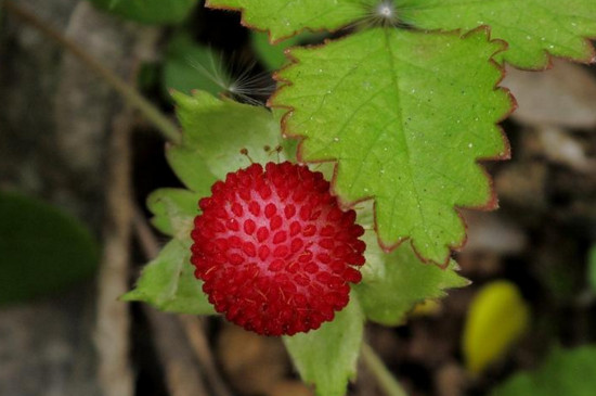 蛇莓如何吃