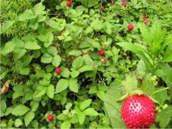 蛇莓能吃吗：可以，但蛇莓含有轻微毒素，而且口感不好，不建议食用