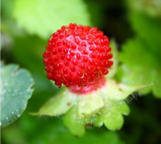 蛇莓能吃吗：可以，但蛇莓含有轻微毒素，而且口感不好，不建议食用