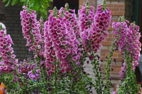 毛地黄病虫害预防和治疗