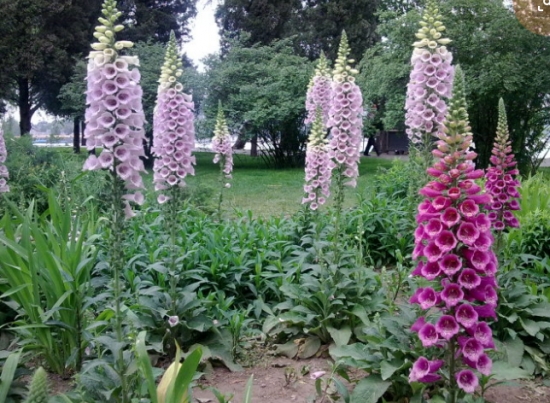 毛地黄有毒吗 毛地黄有毒吗:毛地黄植株全株有毒,有毒物质为强心甘。