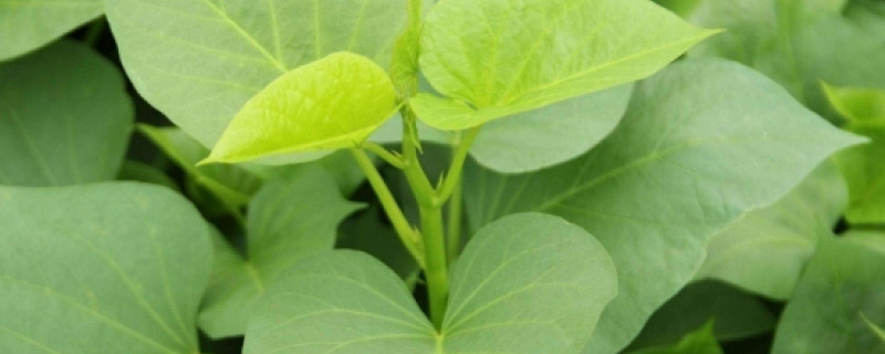 红薯叶子发黄如何处理