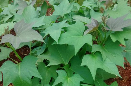 红薯叶子发黄如何处理