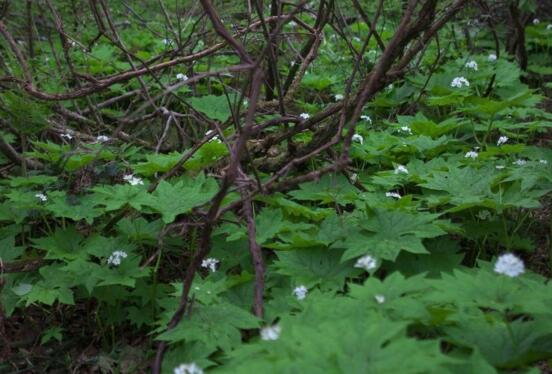 山荷叶如何种，4个步骤养成的天赐之美