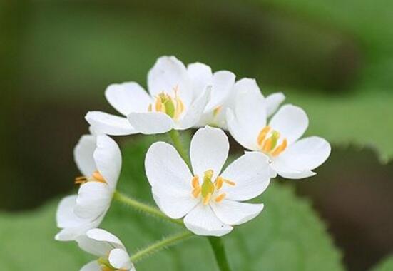 山荷叶如何种，4个步骤养成的天赐之美