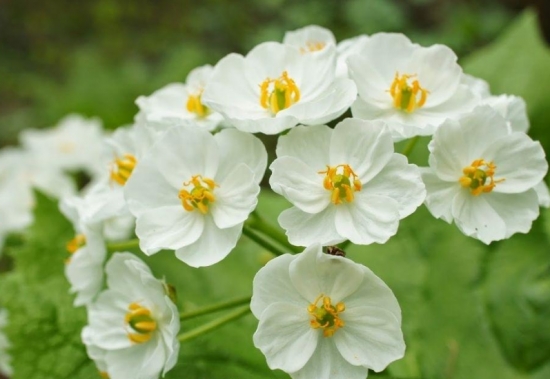 山荷叶花为何会变透明？花瓣充满水分，光线由反射变为折射变成透明