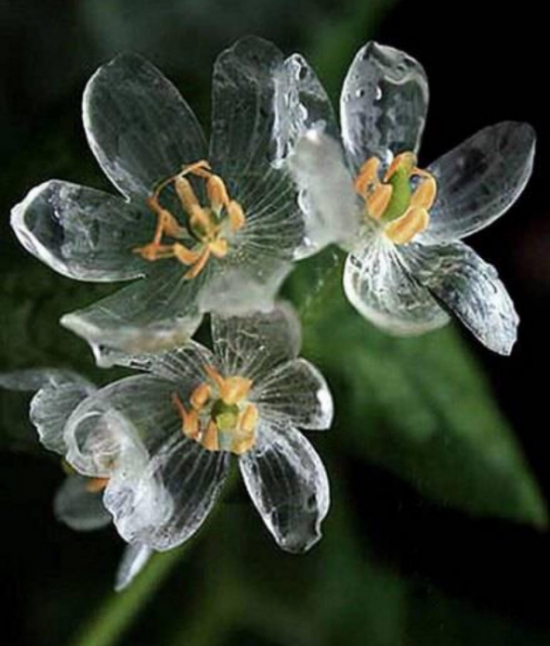 山荷叶花为何会变透明？花瓣充满水分，光线由反射变为折射变成透明