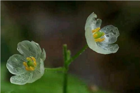 山荷叶花为何会变透明？花瓣充满水分，光线由反射变为折射变成透明