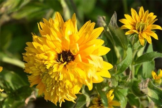 黑心菊的繁殖办法，种子催芽配土播种繁殖