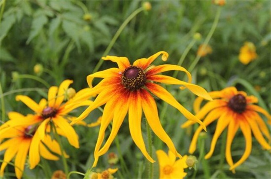 黑心菊的繁殖办法，种子催芽配土播种繁殖