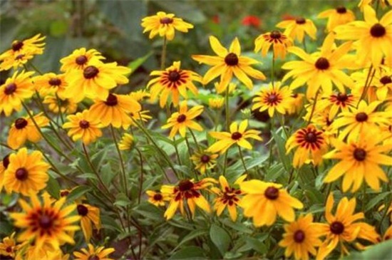 黑心菊的繁殖办法，种子催芽配土播种繁殖