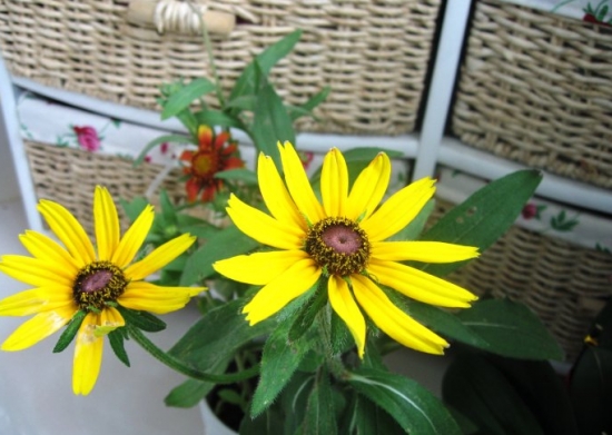 黑心菊的种植办法