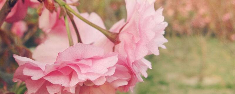 樱草花如何养殖