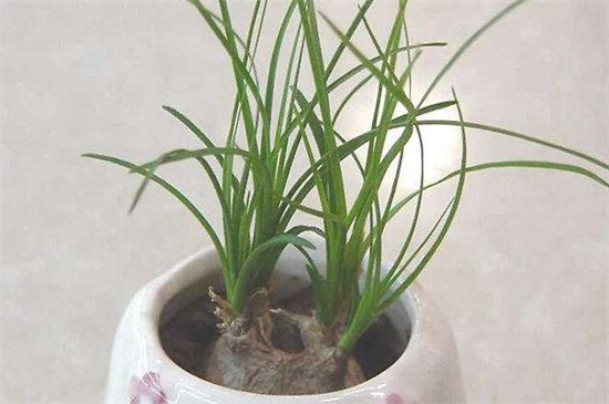 樱草花如何养殖