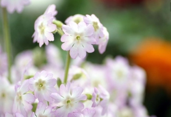 樱花草常见病虫害预防和治疗