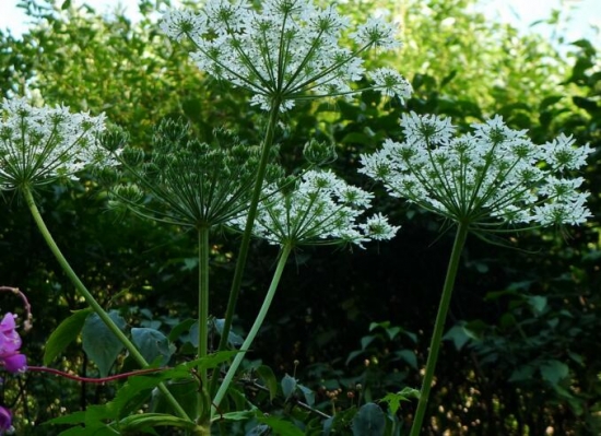 白芷的种植办法：白芷适应性强，喜水耐寒，喜连作，但不耐旱