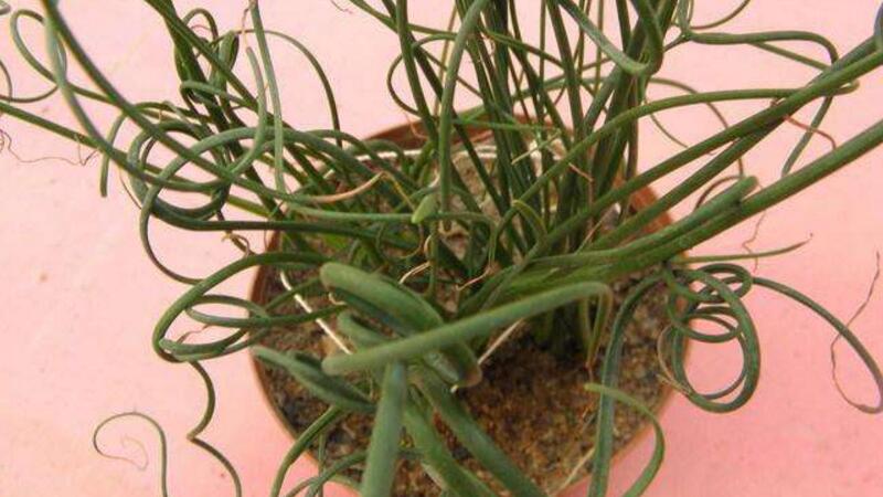 弹簧草种子如何种