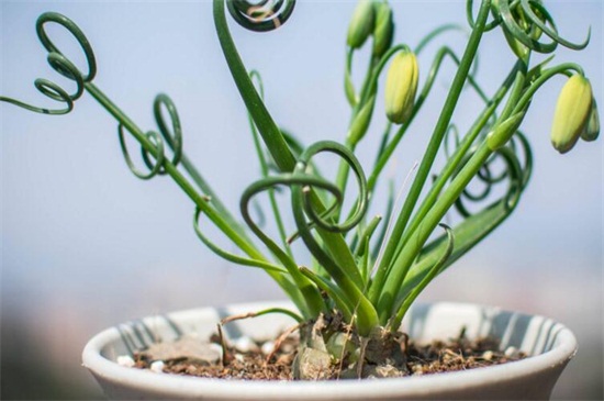 弹簧草种子如何种