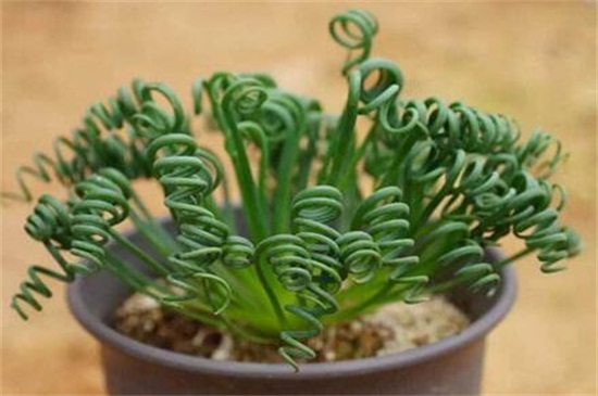 弹簧草种子如何种