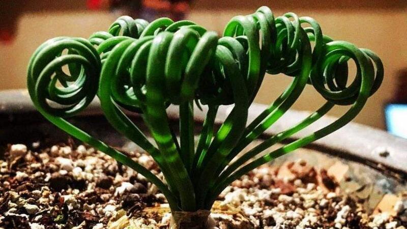 弹簧草的养殖办法和留意事项