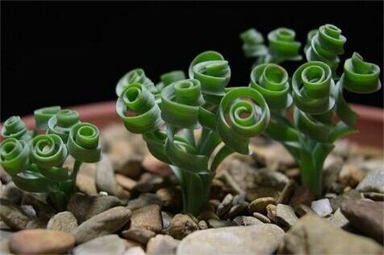 弹簧草的养殖办法和留意事项