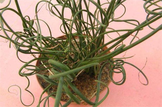 弹簧草的养殖办法和留意事项