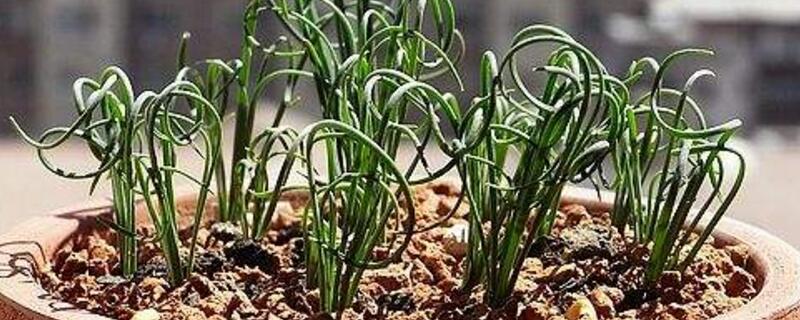 弹簧草的养殖办法和留意事项