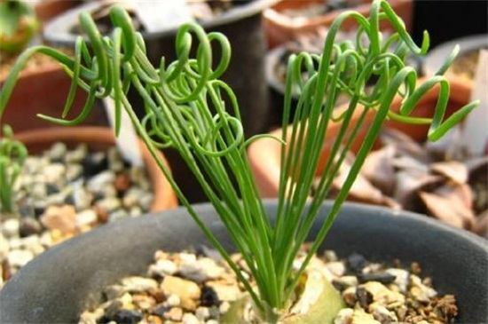 弹簧草的养殖办法和留意事项