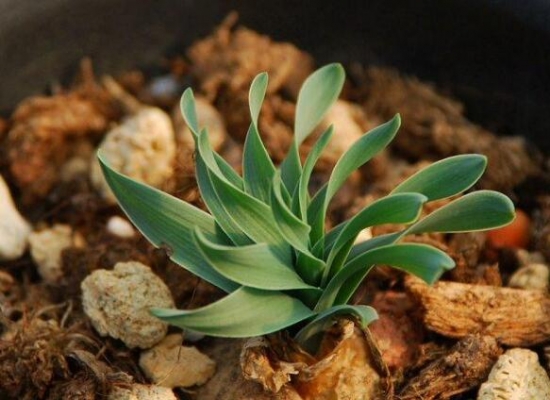 螺旋草（弹簧草）是什么