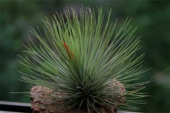 家中养空气凤梨有什么益处，美化环境还净化空气