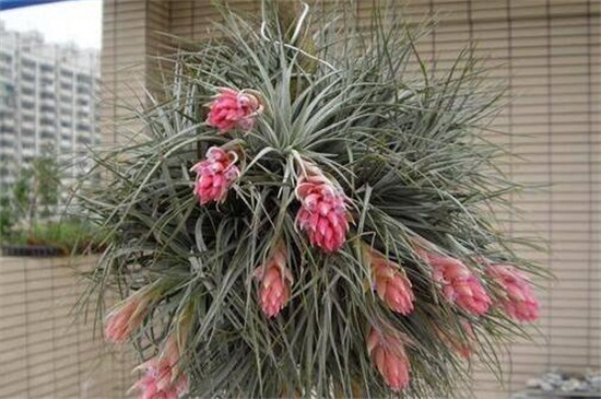 家中养空气凤梨有什么益处，美化环境还净化空气