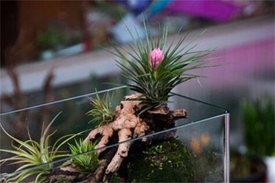 家中养空气凤梨有什么益处，美化环境还净化空气