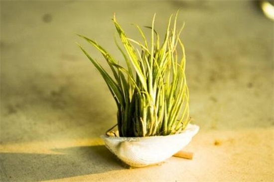 家中养空气凤梨有什么益处，美化环境还净化空气