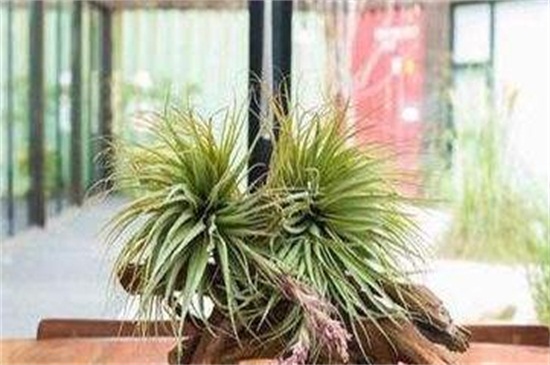 空气凤梨根部变黑如何办，根须处理更换盆土