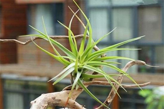 空气凤梨根部变黑如何办，根须处理更换盆土