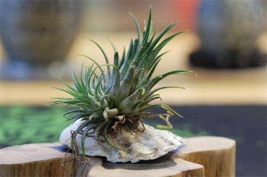 空气凤梨根部变黑如何办，根须处理更换盆土