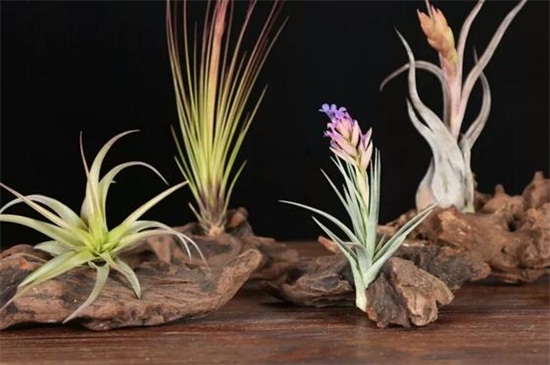 空气凤梨如何养长得快