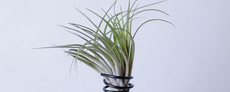 空气凤梨如何养长得快