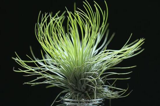 空气凤梨如何养长得快