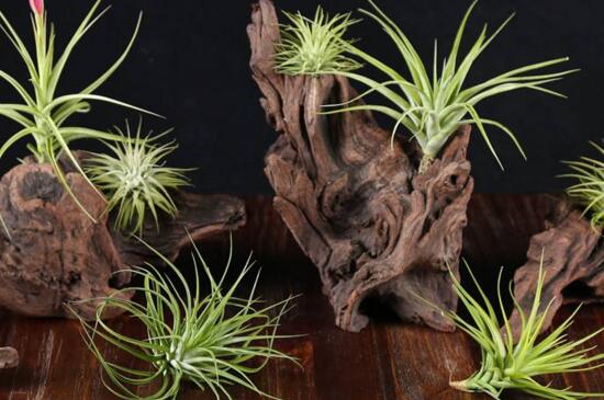 空气凤梨如何养长得快