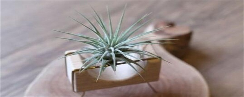 空气凤梨的养殖办法和留意事项