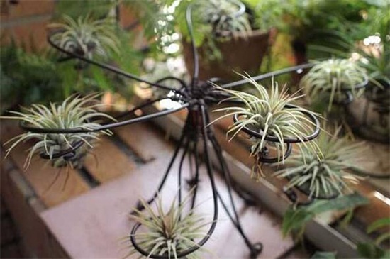 空气凤梨的养殖办法和留意事项