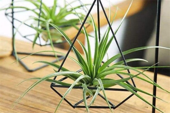 空气凤梨的养殖办法和留意事项