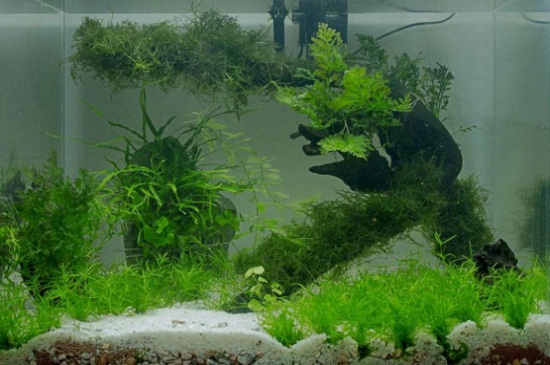 水草是什么植物