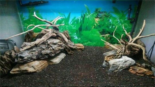 水草种子如何种