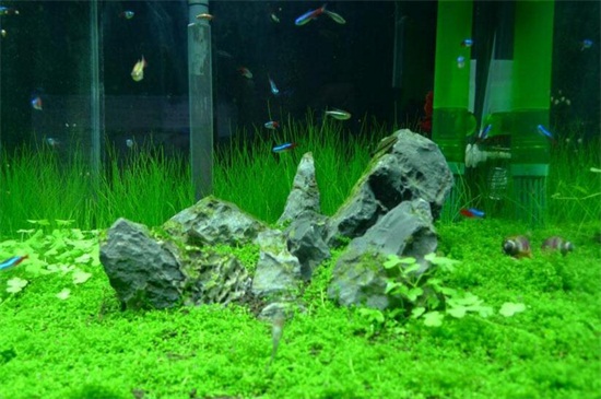 水草种子如何种